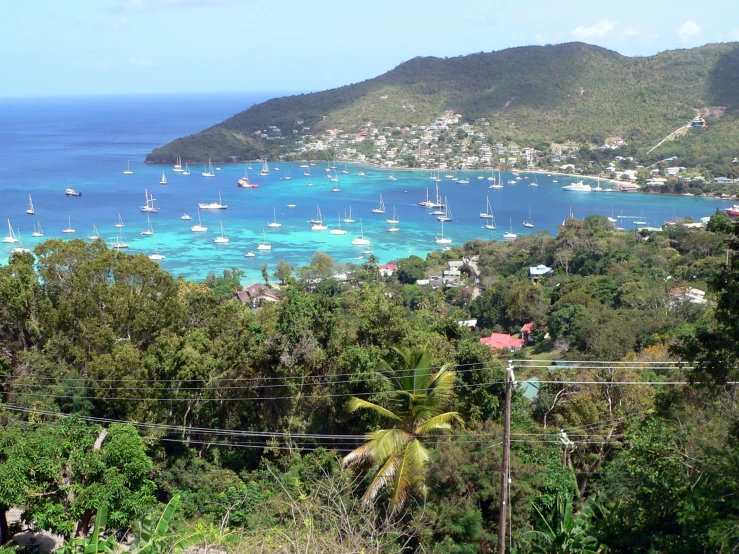 a group of boats sailing in a bay surrounded by palm trees