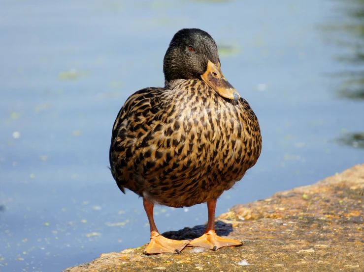 a duck that is standing in front of a pond
