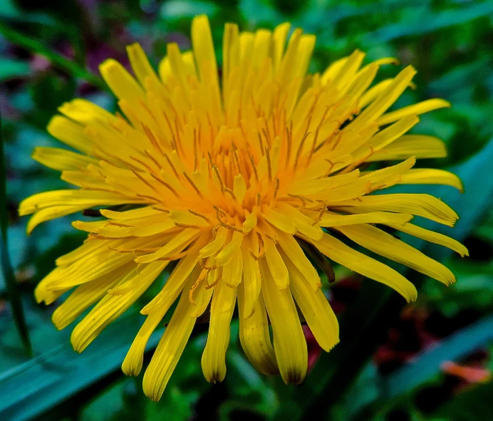 close up po of a single yellow flower