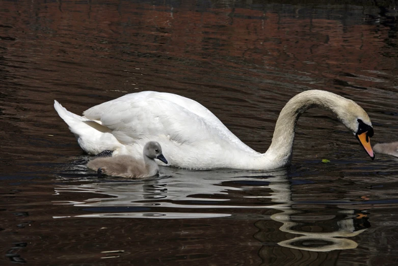 a mother swan and its baby in the lake