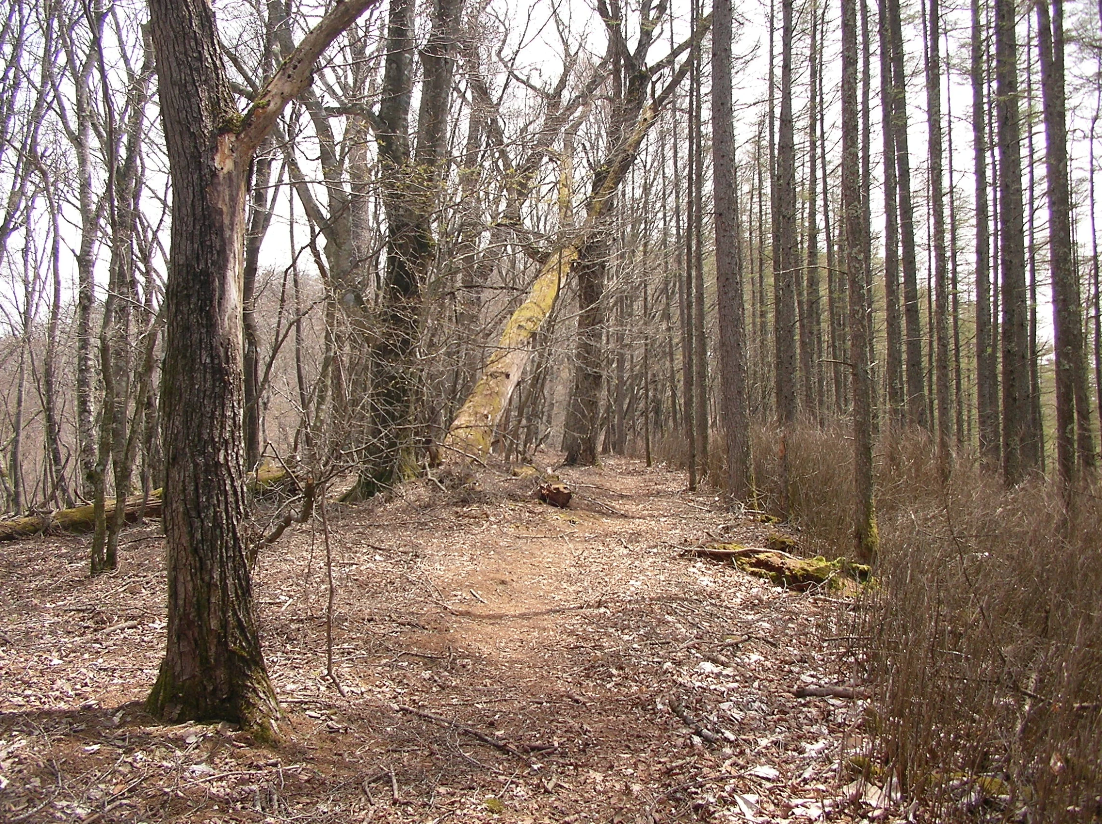 an old path is seen in the middle of some woods