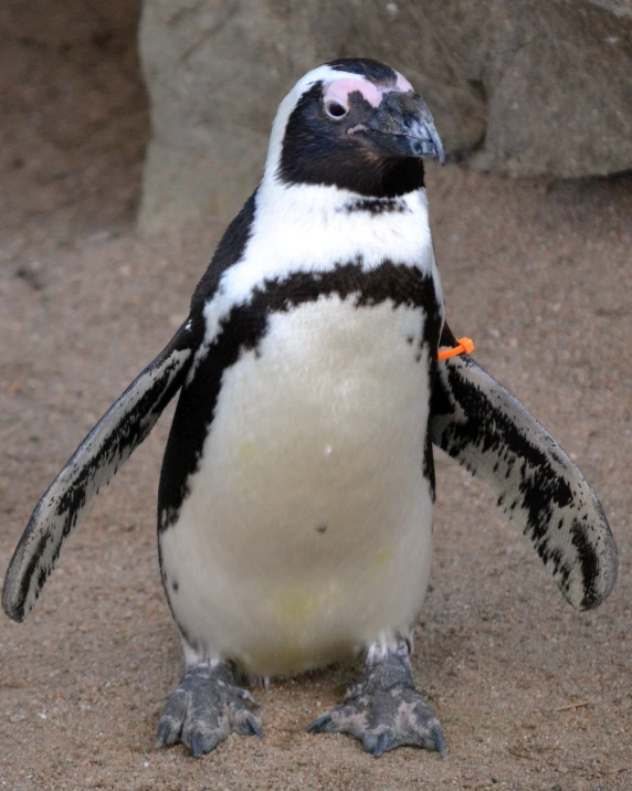 an image of a penguin standing in the sand