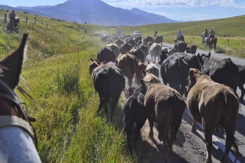 a group of cattle walk along the side of a road in front of people