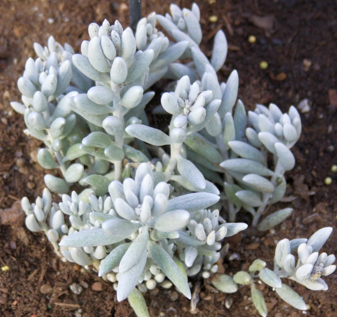 a close up of small white flower buds on ground