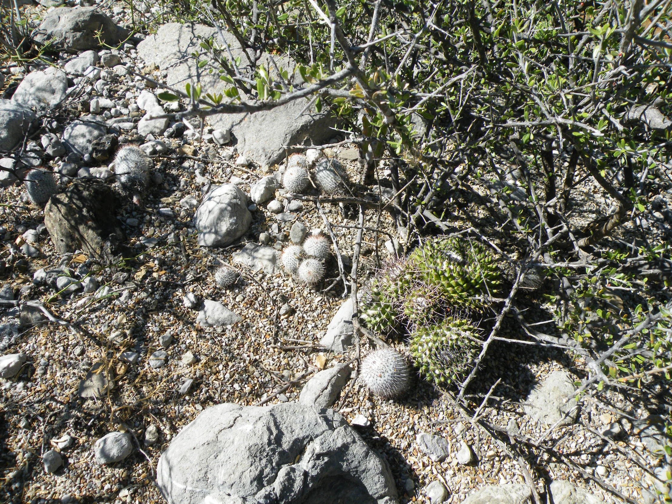 a dirt area has rocks and plants growing in it