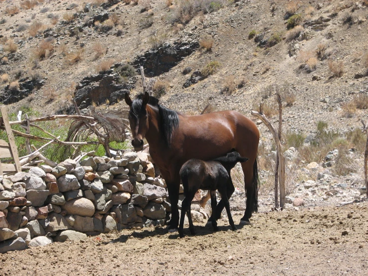 there is a horse standing next to a baby horse