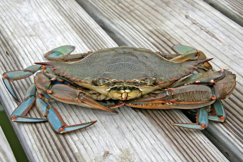 two crabs are standing on a wooden surface