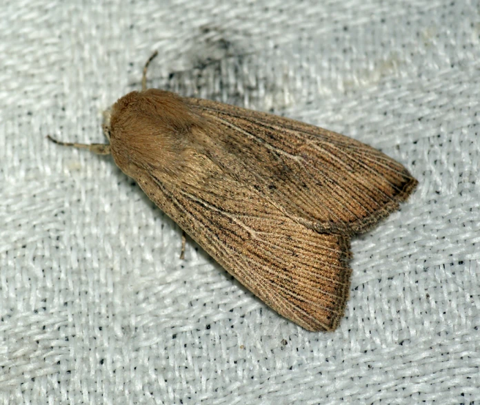 the brown moth is sitting on the cloth