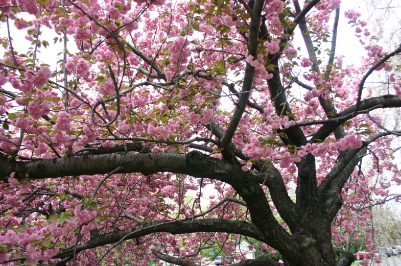 a tree with pink flowers with a car parked in the background