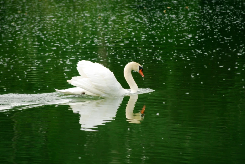 a white swan floating on top of a lake next to grass