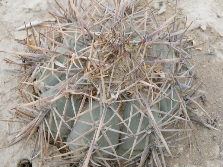 a small green cactus in a sandy desert