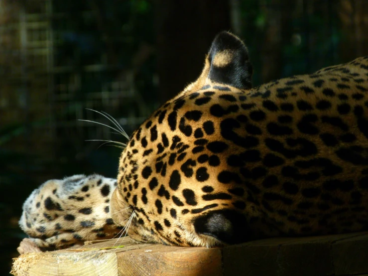 a close up view of the top of a large leopard