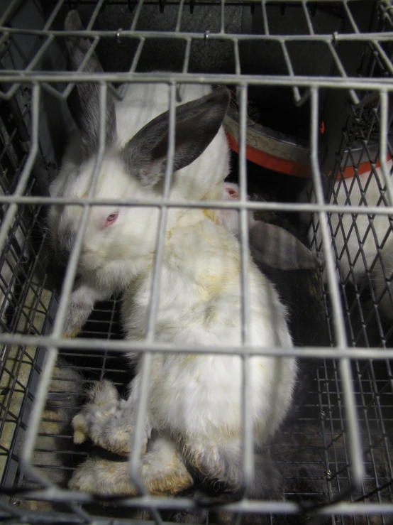 two rabbits sitting in caged in to some sort