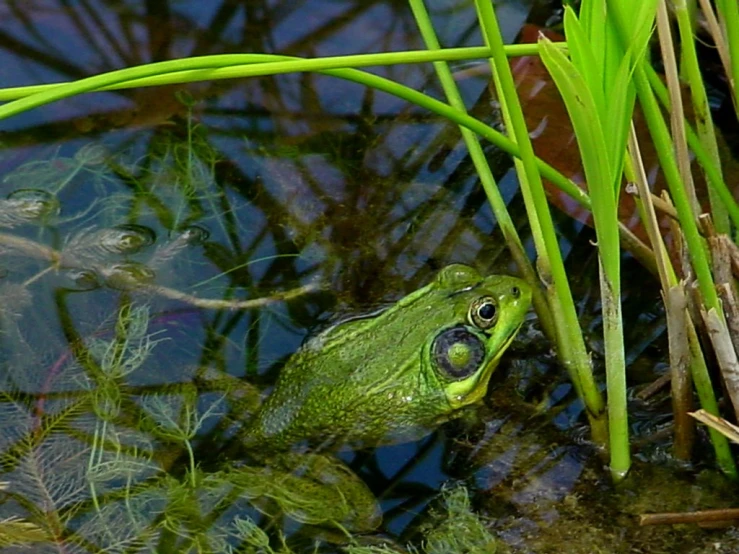 there is a frog that is hiding under the water