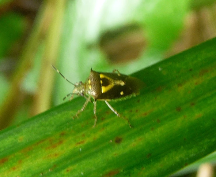 there is a small bug sitting on a green leaf