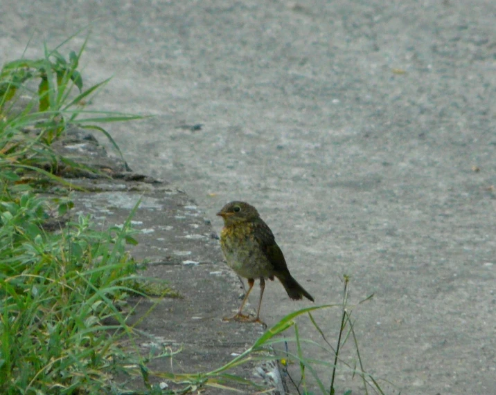 a bird stands on the edge of a cement slab