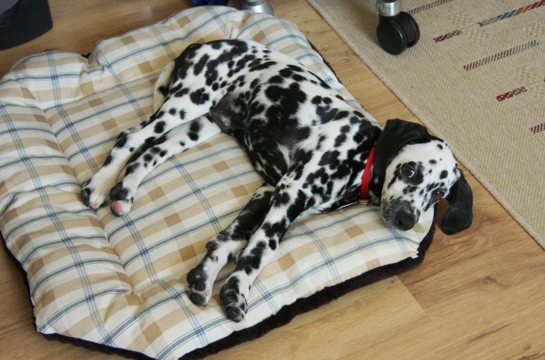 the spotted dog is laying down on his doggie bed