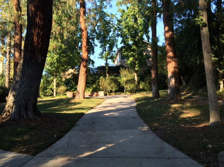 a sidewalk with trees lining the side of it