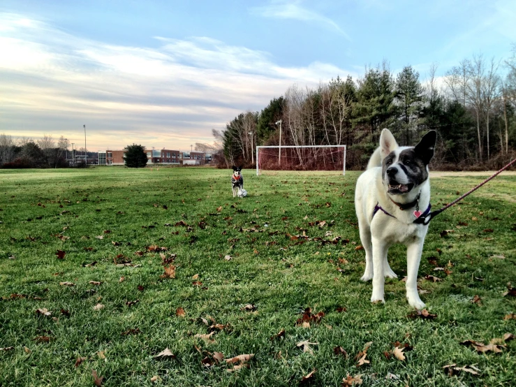 two dogs are in the grass and one is holding a leash