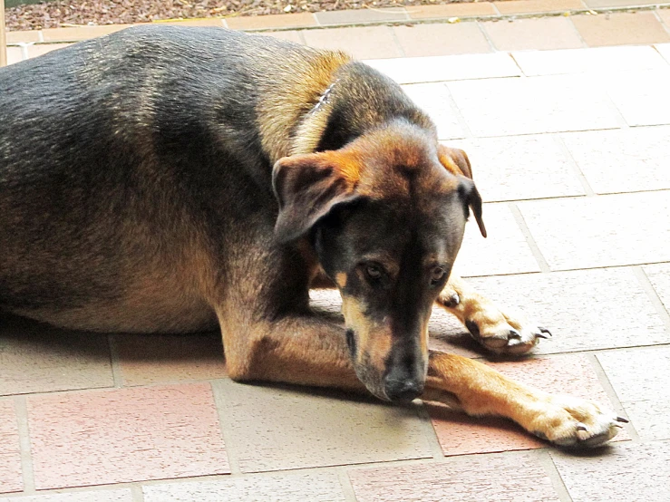 a dog is laying down on a red brick floor