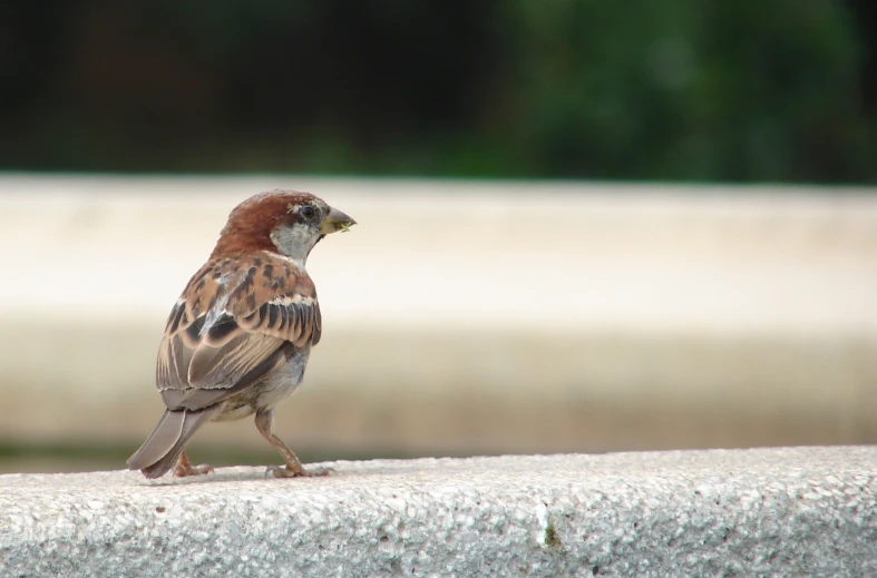 a bird on a ledge by itself in a park