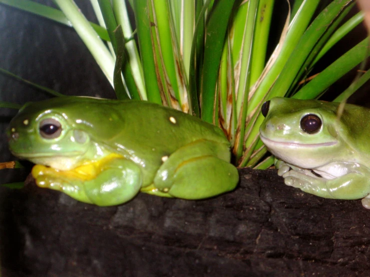 two frogs are sitting on a rock together