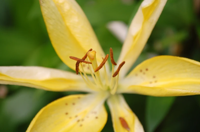 an up - close po of a yellow flower with brown sticulars