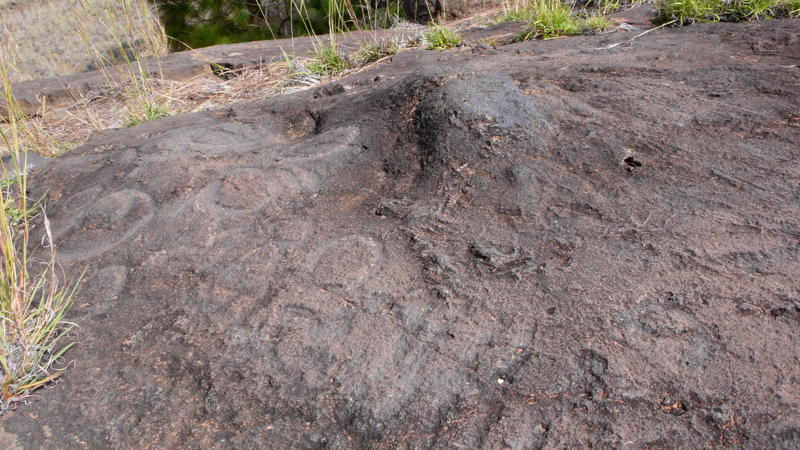 a closeup of the top of a pile of dirt with bushes growing out of it