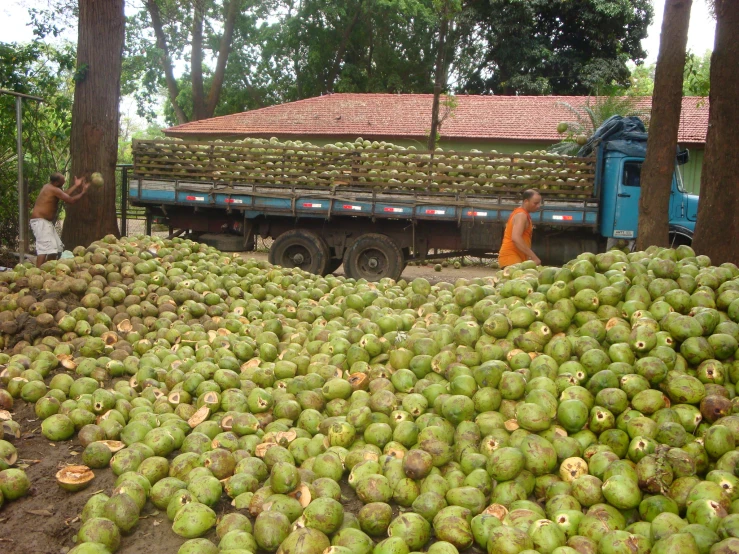 truck parked next to large pile of green fruits