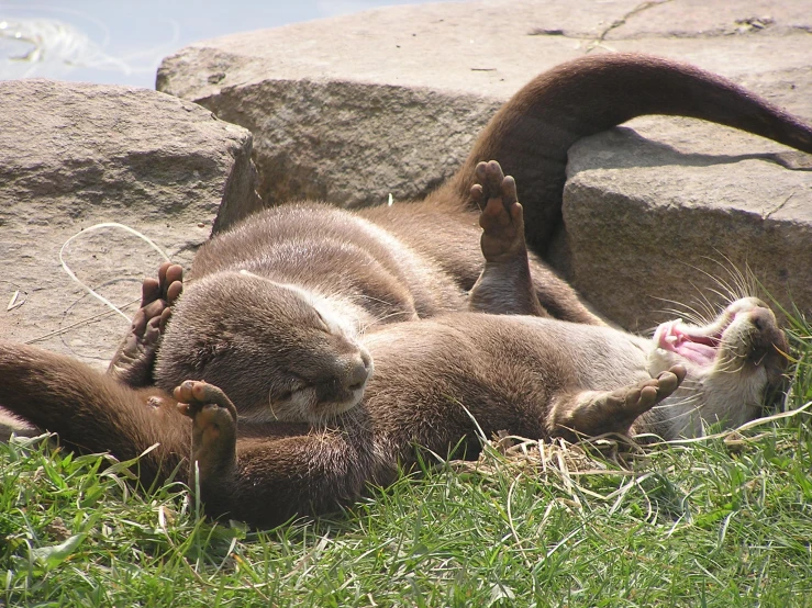 two sea otters rolling on the grass in front of some rocks