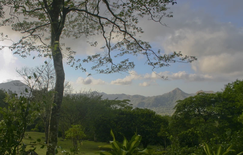 a view from a tree looking at the mountains in the distance