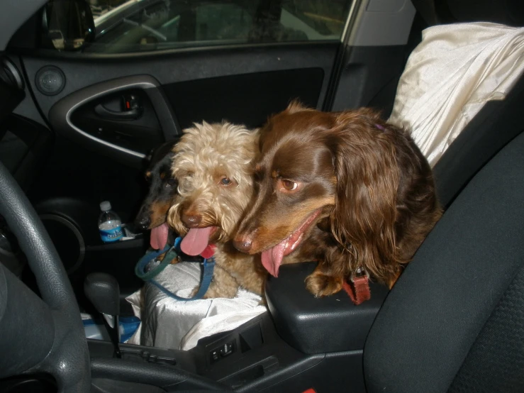 two dogs with their tongues hanging out of the backseat of a car