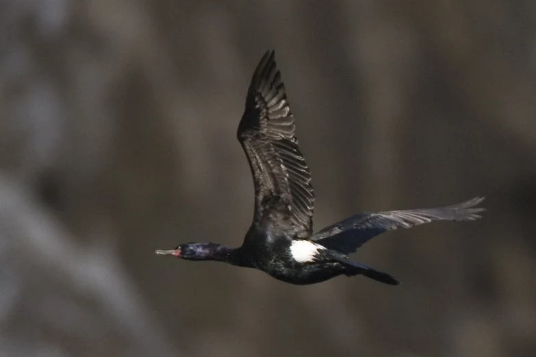 a bird flying next to a gray and brown wall