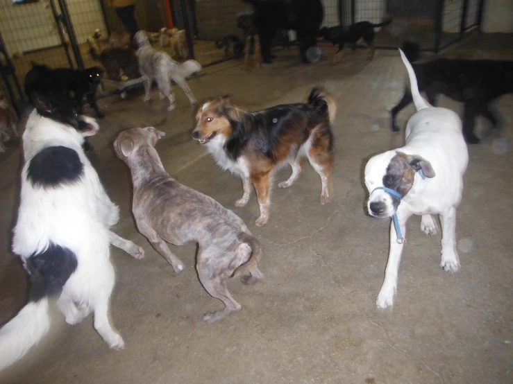 this is a large group of dogs in a pen