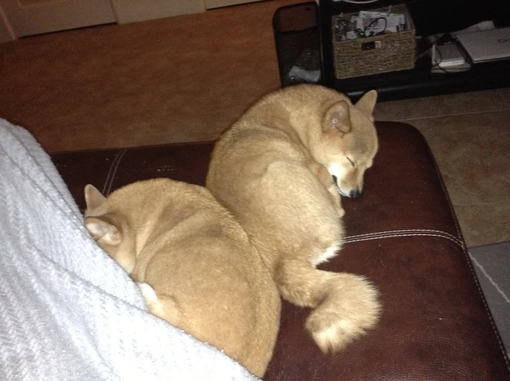 a small brown dog laying on top of a brown couch