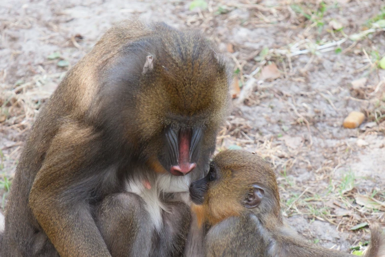 a monkey and its baby sitting together, one is snuggling