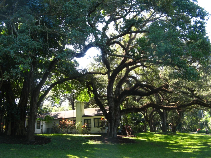 a lush green yard with trees and a house