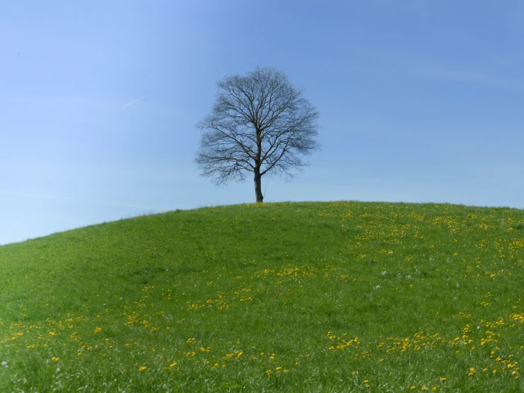 tree standing on top of a grassy hill