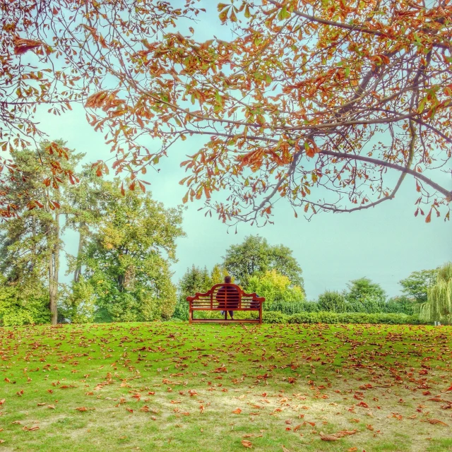 the bench is on the green grass near the red tree