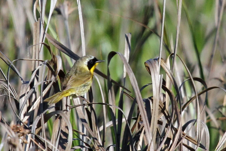 a yellow and black bird perched on top of dry grass