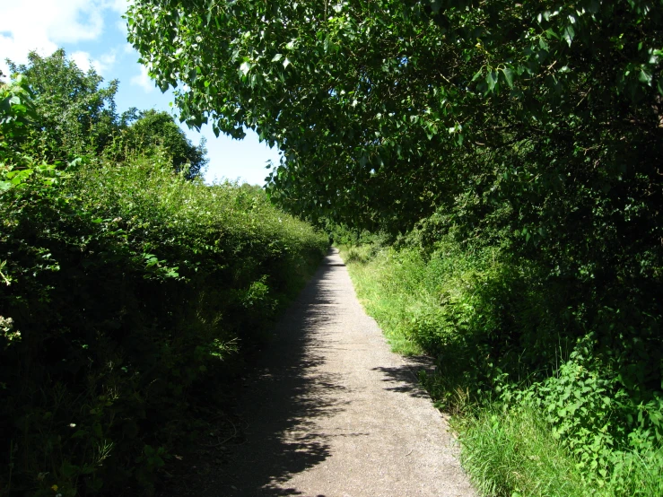 a path that is running through green bushes and trees