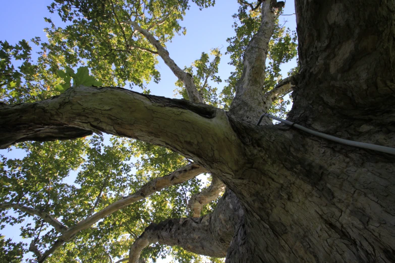 looking up at a tree from the ground