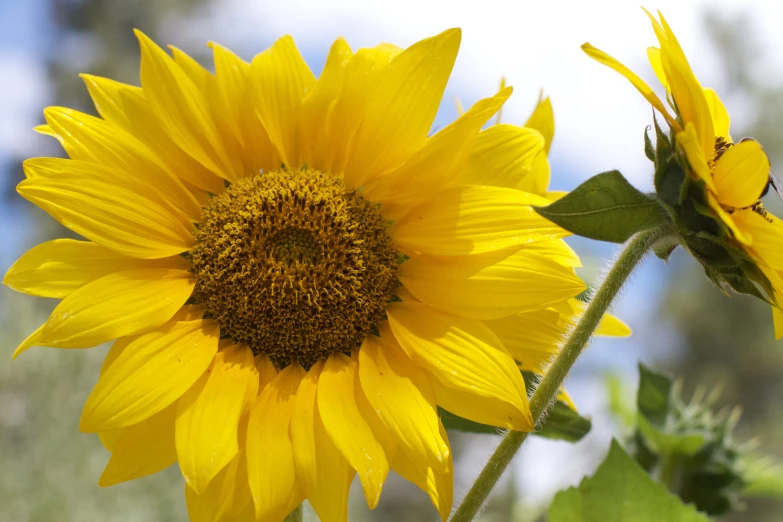 a sunflower has long, slender stems and green leaves