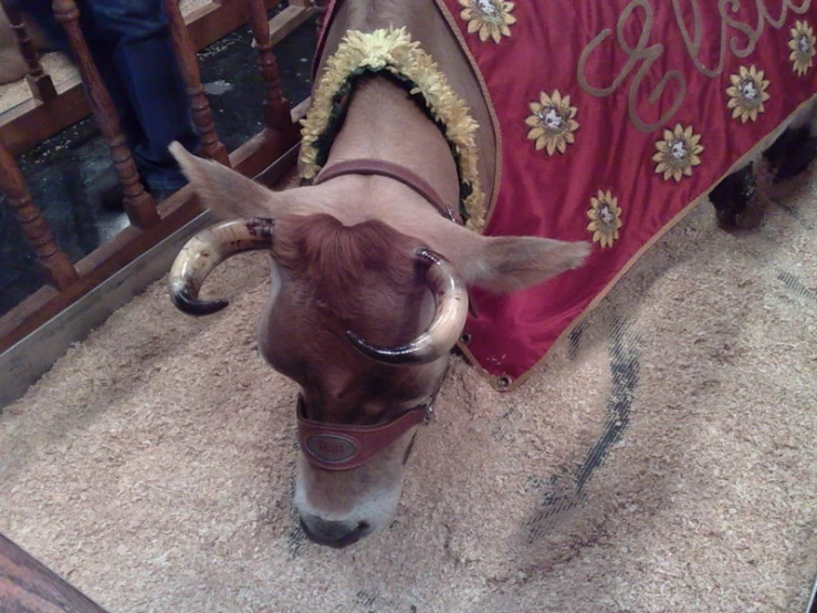 the bull is wearing decorations on its horns