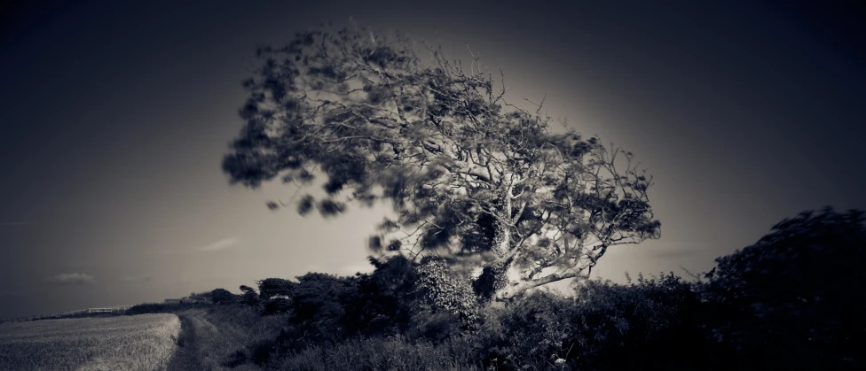 a tree leaning over some dry brush in a field