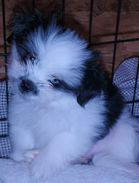 a little dog sits on a pillow inside of a cage