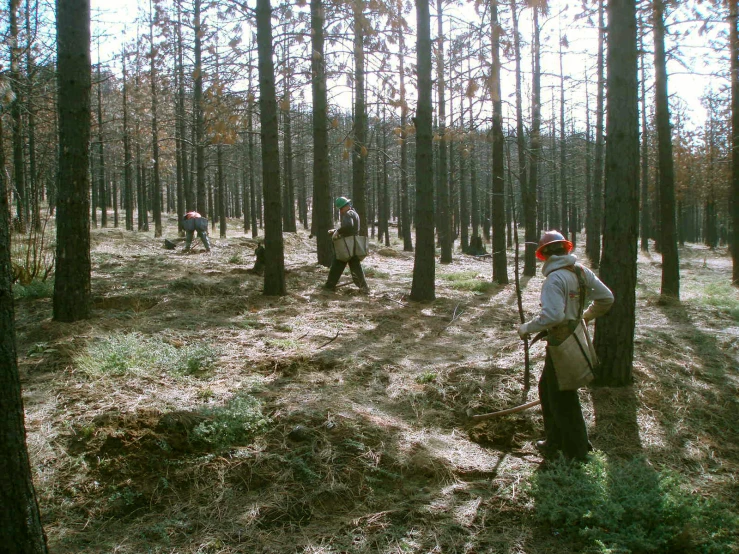three people are walking through a wooded area