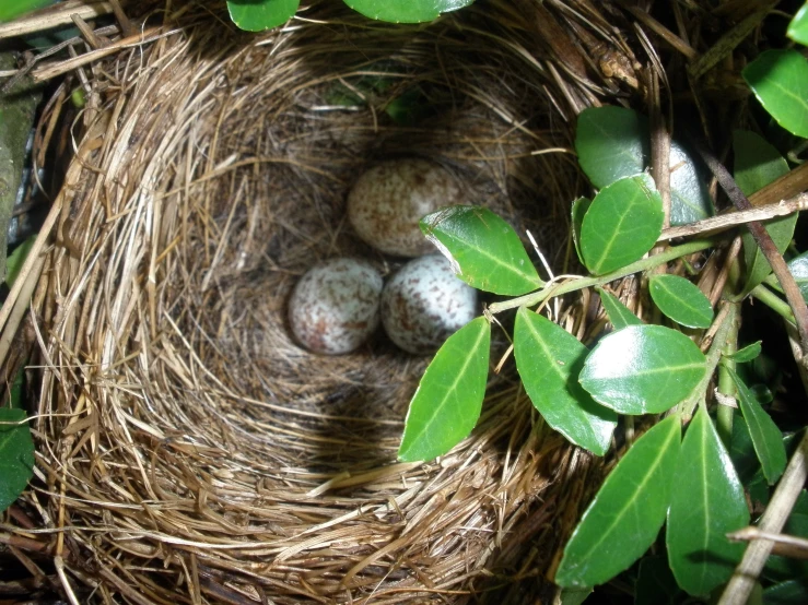 a nest with three eggs sitting on top of the nest