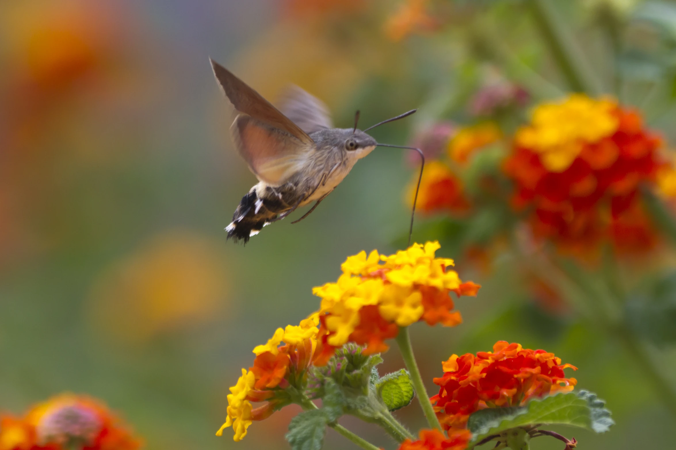 the hummingbird is flying close to flowers