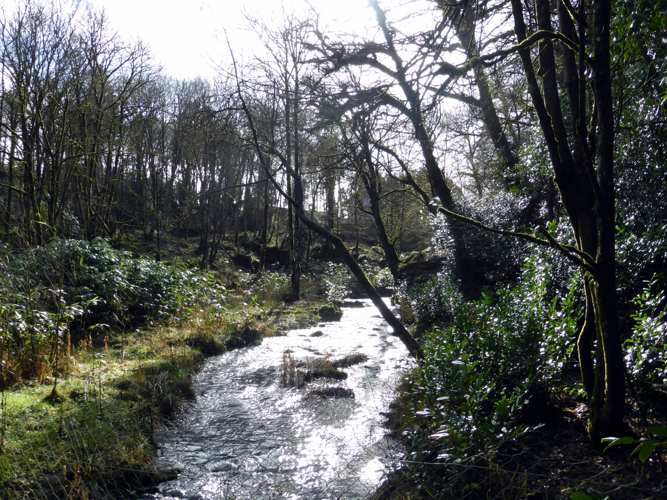 a creek surrounded by trees in the woods